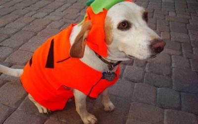 From Parents to Pets: Halloween Is for Everyone